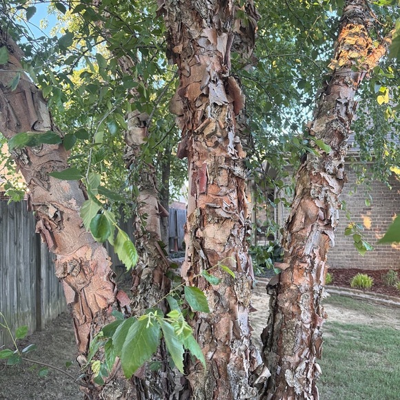 Beautifully Textured Natural River Birch Bark - Picture 1 of 6